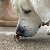 Entry image for Ellie