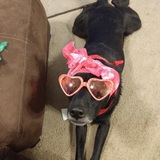 Entry image for Chevy 