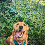 Entry image for Luna