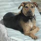 Entry image for Morgan