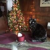 Entry image for Angel