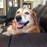 Entry image for Ginger