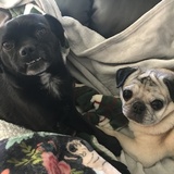 Entry image for Saul and Rose