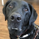 Entry image for Hoyt