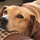 Entry image for Daisy