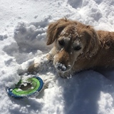 Entry image for Charley