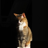 Entry image for Polly