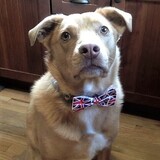 Entry image for Whitman