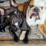 Entry image for Shimmy and Zeb