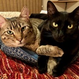 Entry image for Milo and Maizy