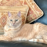 Entry image for Toby Tiler Hart