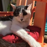 Entry image for Bandit