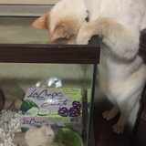 Entry image for Turbo