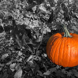 Entry image for Gamora 