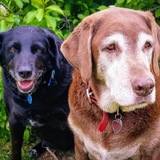 Entry image for Mona & Godiva