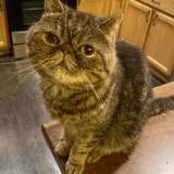 Entry image for Lola