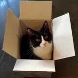 Entry image for Johnny June