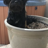 Entry image for Kirby