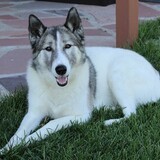 Entry image for Niko