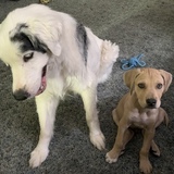 Entry image for Steve and Calvin