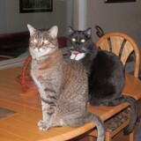 Entry image for Maggie & Molly