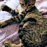 Entry image for Purcy