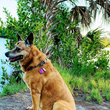 Entry image for Koa Barnes