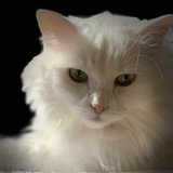 Entry image for Snowball Baier