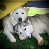 Entry image for Sasha and Ullyr-Sister and Brother Siberian Huskies born March 2019