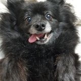 Entry image for Pebbles