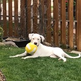 Entry image for Odin