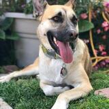 Entry image for Eevee