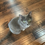 Entry image for Alpine