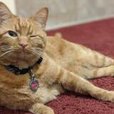 Entry image for Chester