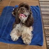 Entry image for Yenta