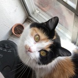 Entry image for Penelope 