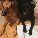 Entry image for Ava Rose & Echo Blue