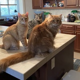 Entry image for Jay, Ellie, Tucker