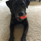 Entry image for Cooper