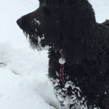 Entry image for Lilly