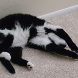 Entry image for Chico