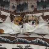 Entry image for Charlie and Frankie