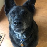 Entry image for Alfie