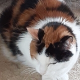 Entry image for Baby Chloe