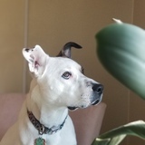 Entry image for Cassian