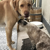 Entry image for Belle