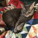 Entry image for Gracie