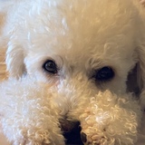 Entry image for Solo