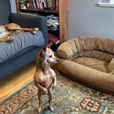 Entry image for Myra- Noodle- and OZ