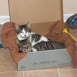 Entry image for Oreo and Smushy